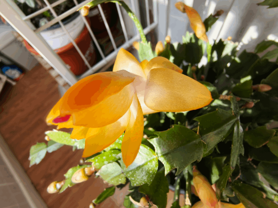 漂亮的蟹爪兰花已含苞怒放.🌸🌺🌼🌻☘️🌴